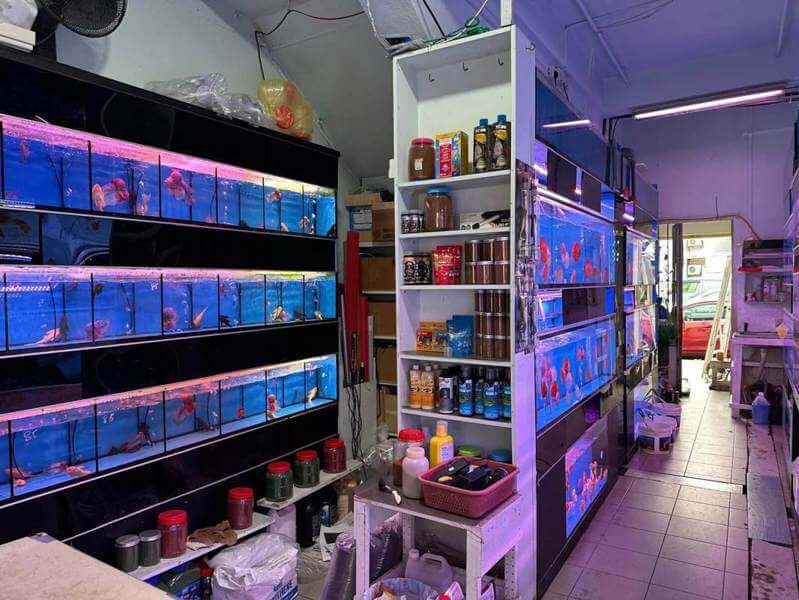 Ornamental fish shop best sale