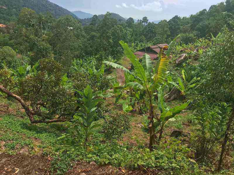 (Expired)Penang Durian Farm with Musang King(Below Market Rate), 槟城猫山王榴莲园出售 (低于市价)