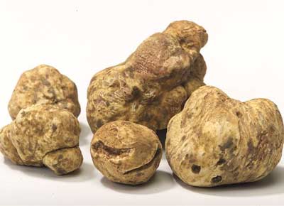 Fresh Truffle And Derivates F&B Distribution