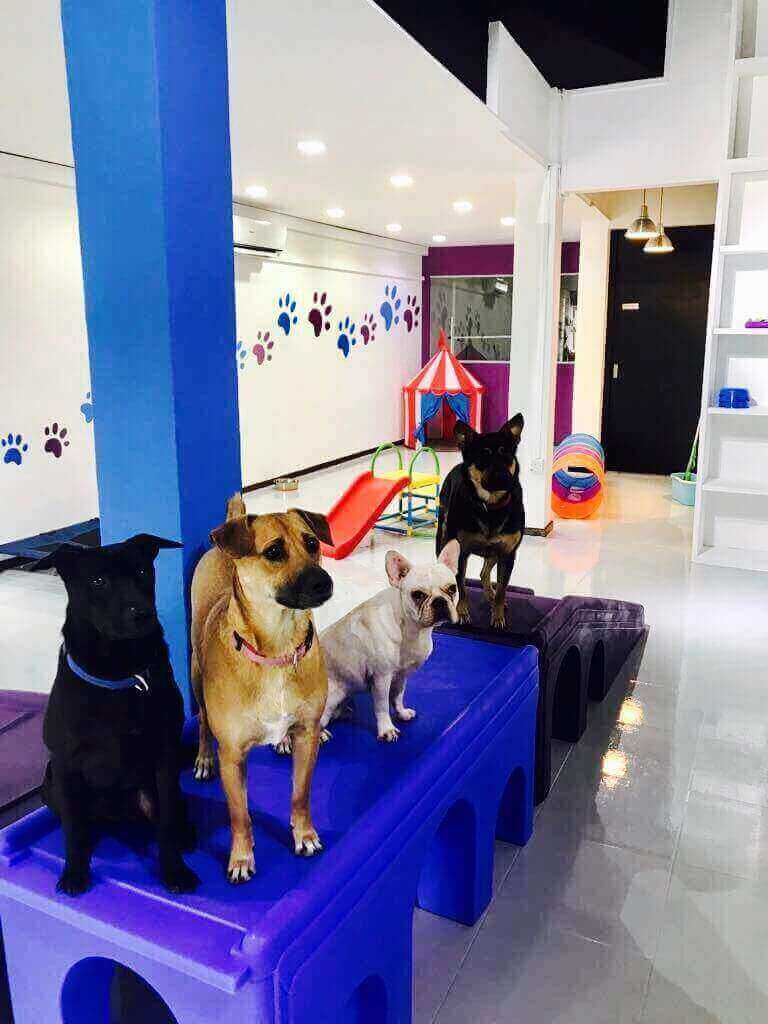 (Sold) Successful Doggie Daycare, Boarding And Grooming Service For Sale