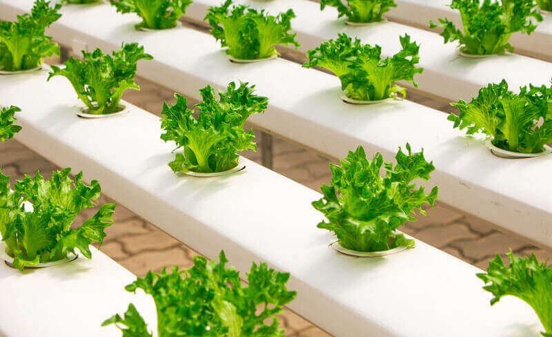 Indoor Farming Business Use High Technology - BusinessForSale.sg