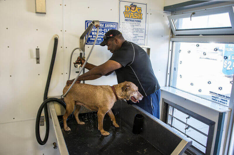 Profitable Dog/Car Wash Business Now Available For Share Sale. BusinessForSale.sg