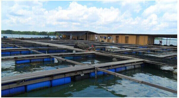(Expired)Full Operational Fish Farm In Johor Bahru For Sales