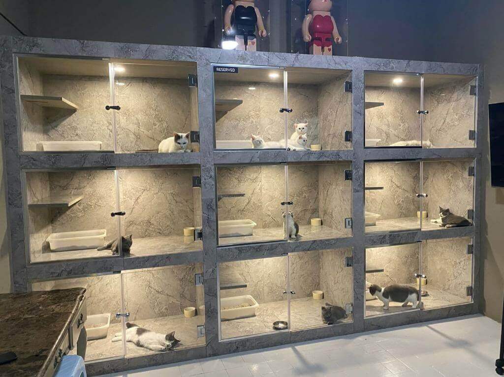 (Expired)2 storey renovated pet shop for take over