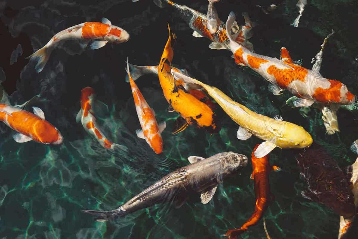 Rare ! Indoor Fish Farm For Lease ! Fully Setup + Operational ! 室内鱼池出租 ！！！