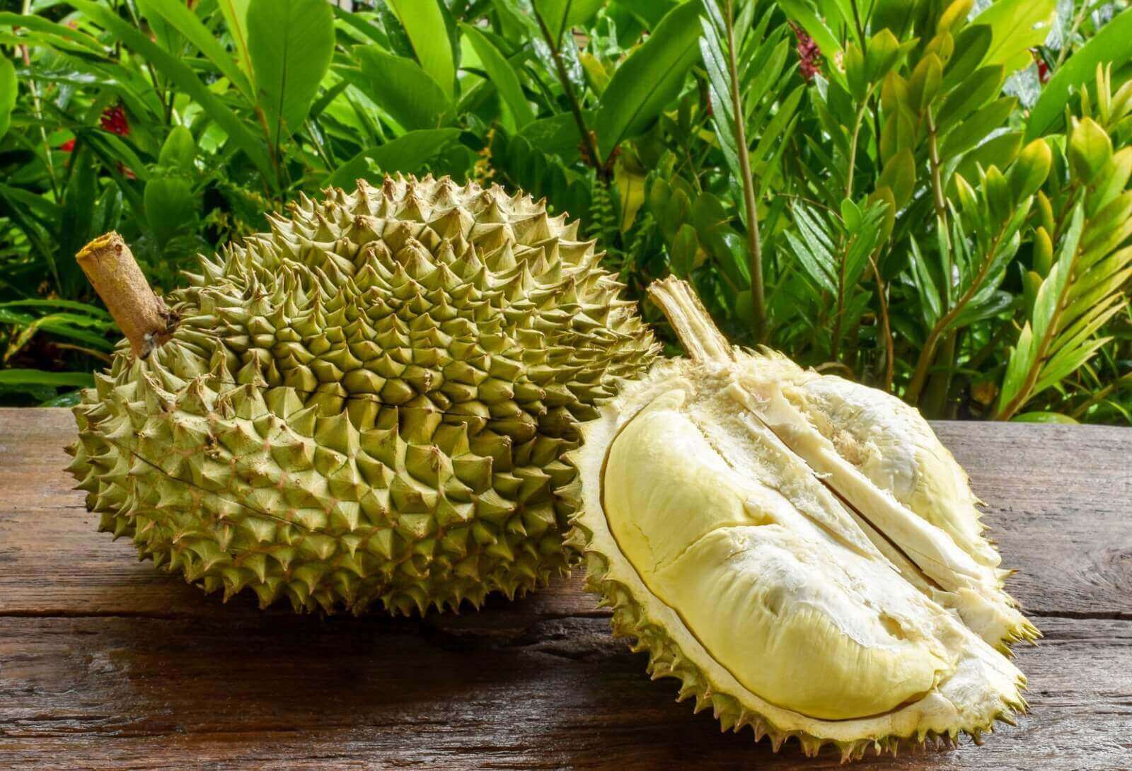 Profitable Durian (Profit 150K - 300K) Looking For Loan (5% Monthly Return)