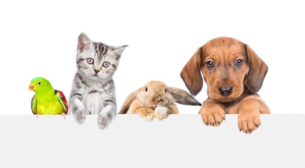 Domain ONLY For Sale  - "PetFriendly.com.au"