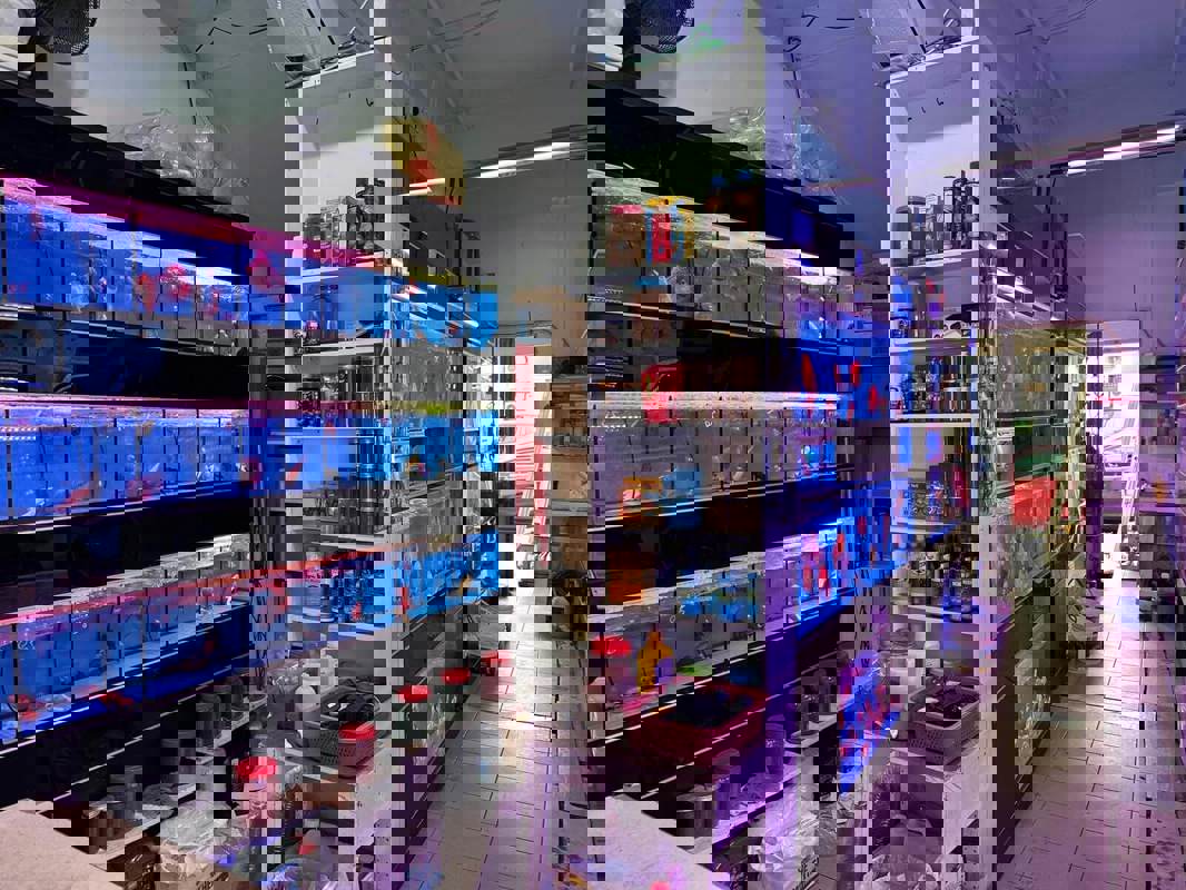 (Expired)Takeover $20k for Established Ornamental Fish Shop In Pets Walk Serangoon