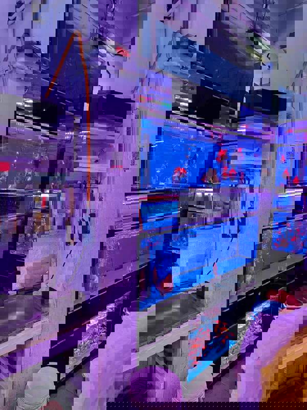 (Expired)Takeover $20k for Established Ornamental Fish Shop In Pets Walk Serangoon