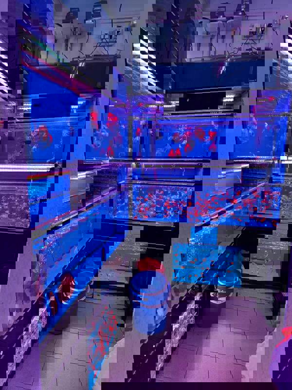 (Expired)Takeover $20k for Established Ornamental Fish Shop In Pets Walk Serangoon