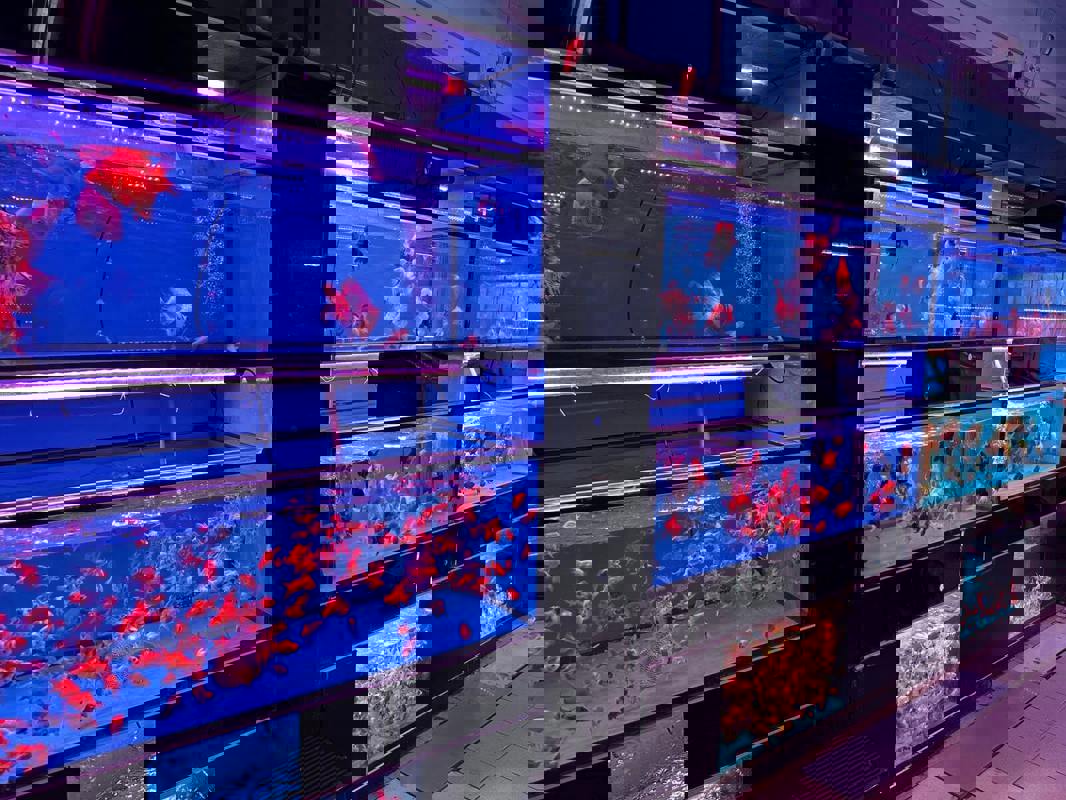 (Expired)Takeover $20k for Established Ornamental Fish Shop In Pets Walk Serangoon