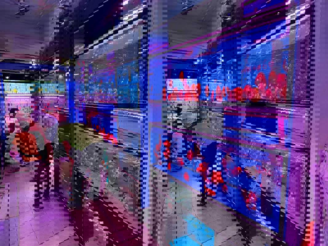 (Expired)Takeover $20k for Established Ornamental Fish Shop In Pets Walk Serangoon