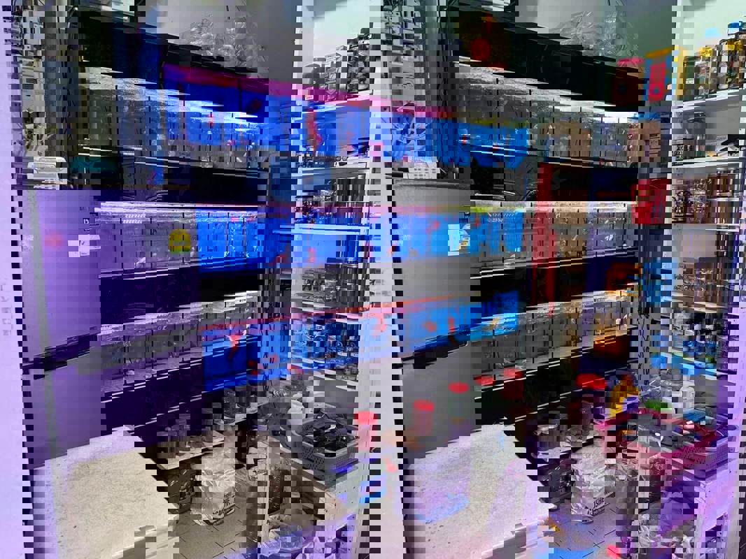 (Expired)Takeover $20k for Established Ornamental Fish Shop In Pets Walk Serangoon