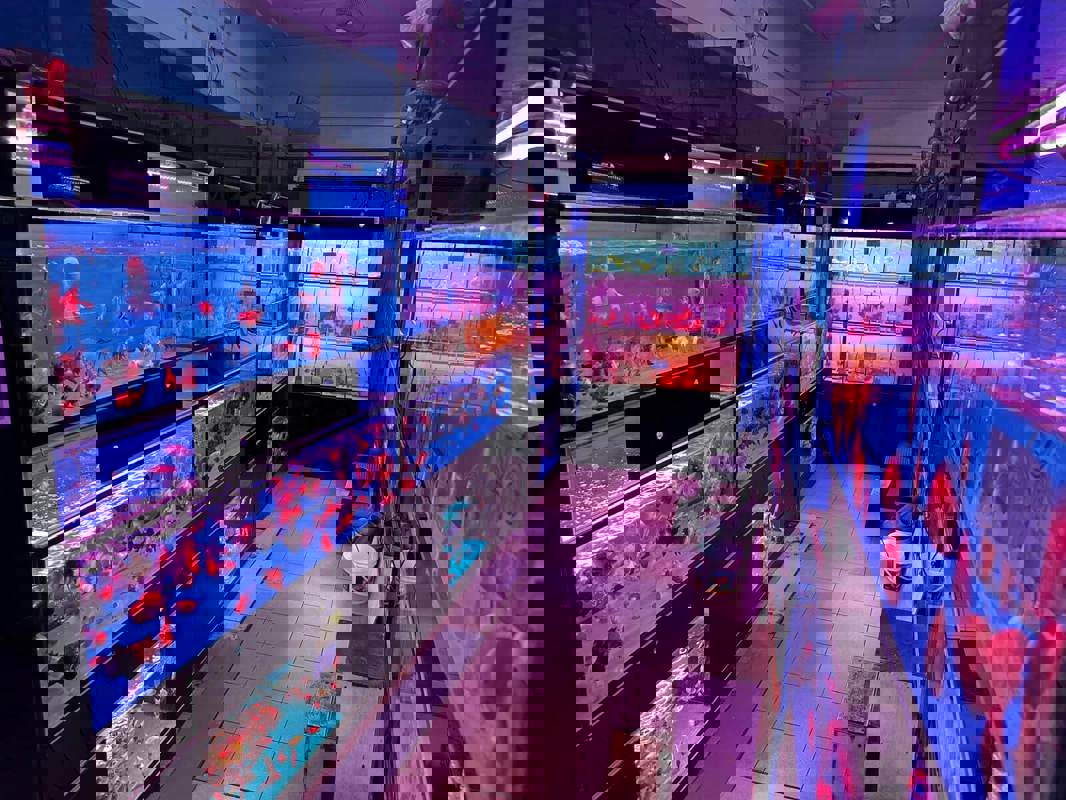 (Expired)Takeover $20k for Established Ornamental Fish Shop In Pets Walk Serangoon