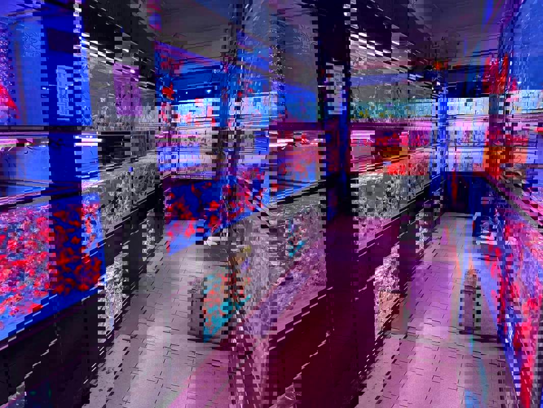 (Expired)Takeover $20k for Established Ornamental Fish Shop In Pets Walk Serangoon