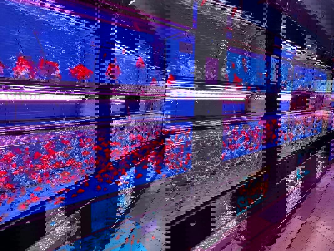 (Expired)Takeover $20k for Established Ornamental Fish Shop In Pets Walk Serangoon