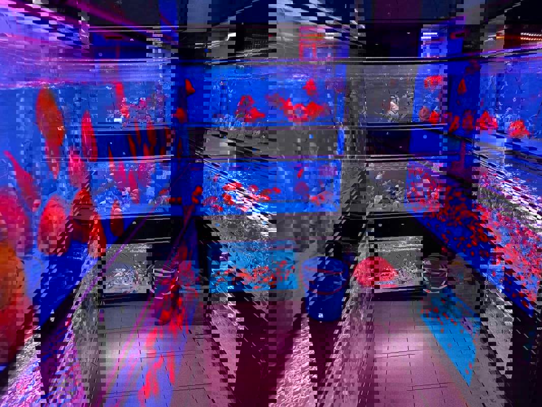 (Expired)Takeover $20k for Established Ornamental Fish Shop In Pets Walk Serangoon