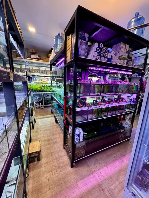 (Expired)Established Aquarium Shop For Takeover