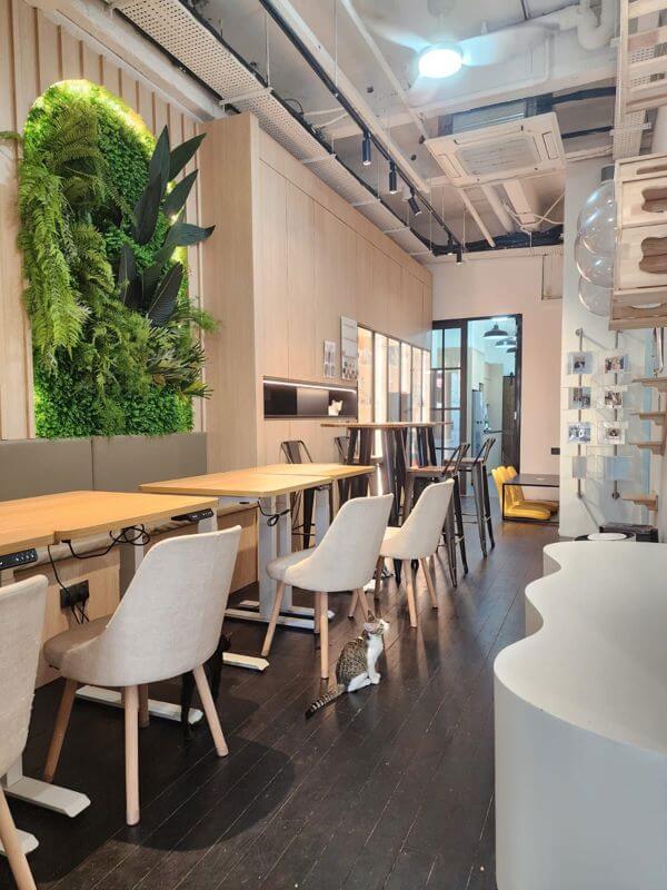 (Expired)Cat Friendly Co-Working