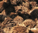 (Expired)Turning Palm Oil Waste To Valuable Pulp