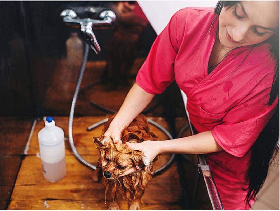 Pet Grooming Salon For Sale  # 5819