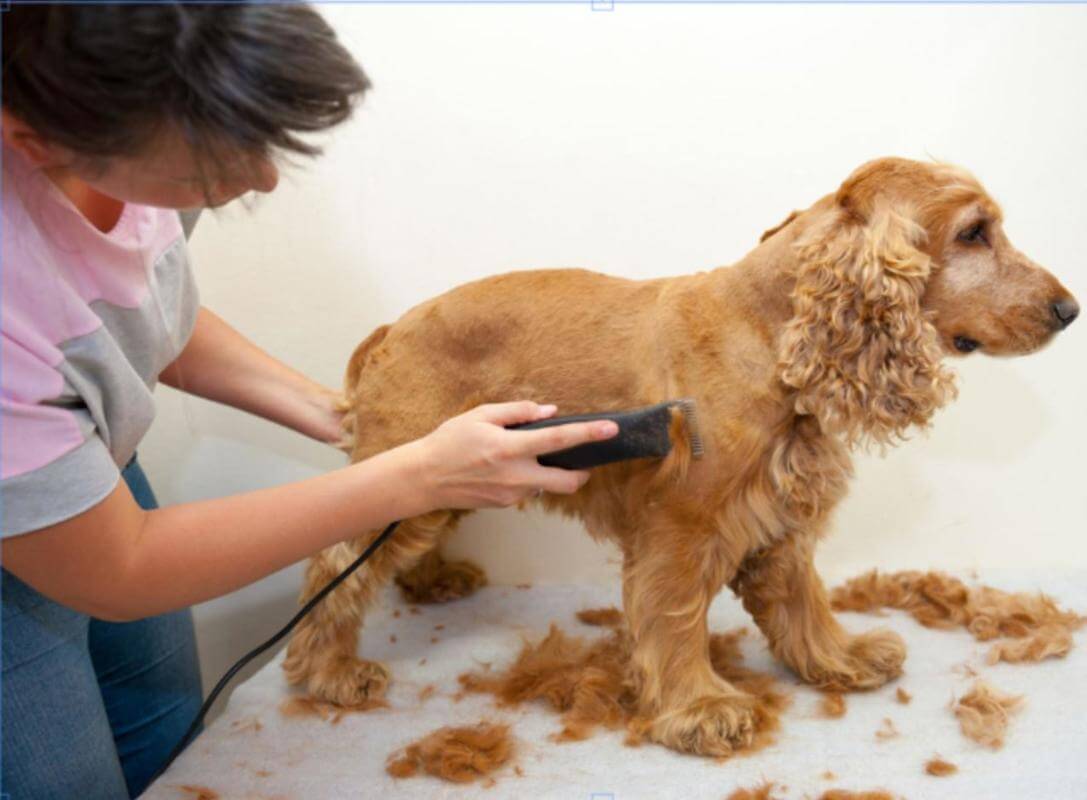 Pet Grooming Salon For Sale  # 5819