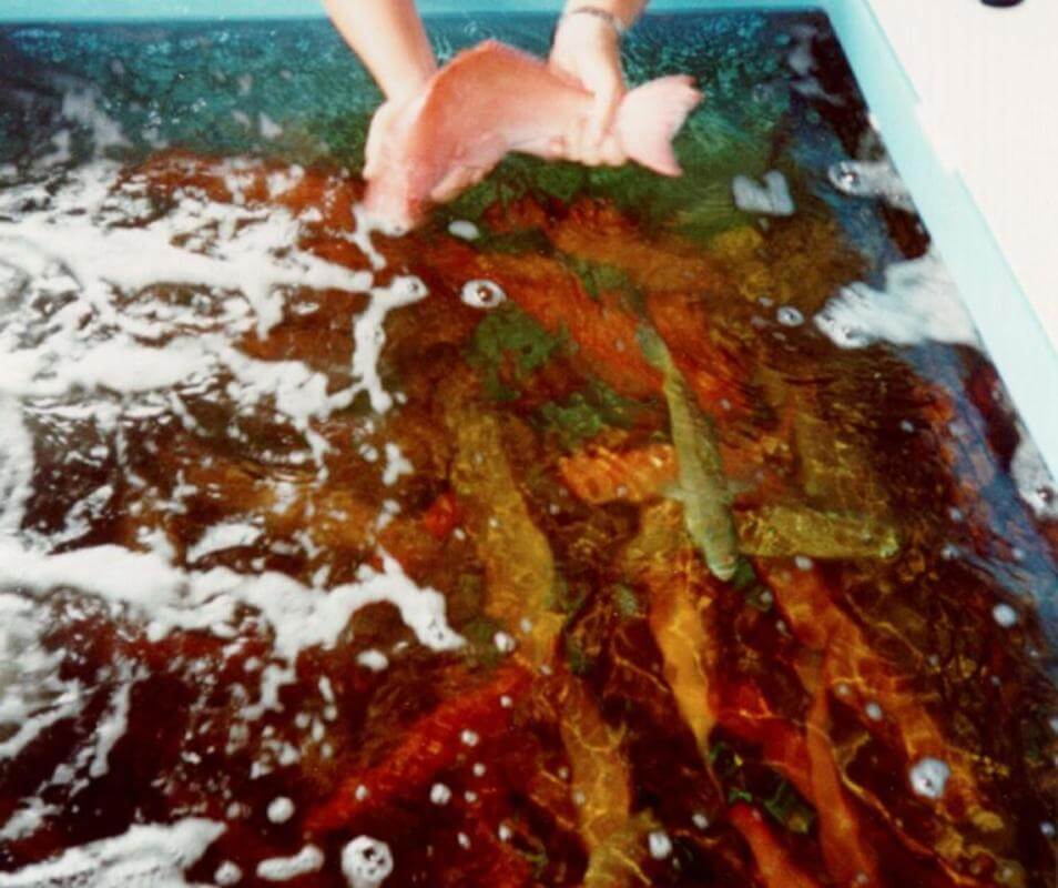 Seizing Global Opportunities in the Seafood Industry