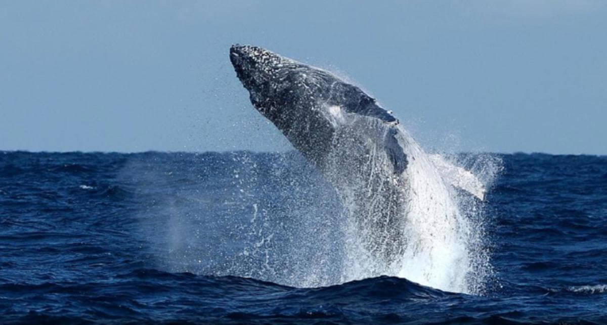 Price Reduction: Owner Operated Mattress & Bedding Store, Brilliant Position in Peninsula