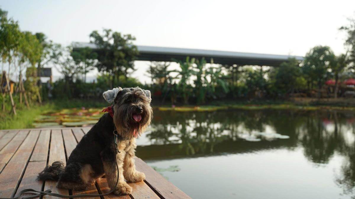 TIMBER DECK MAINTENANCE  URGENT SALE!! VENDOR RELOCTING INTERSTATE  ALL OFFERS CONSIDERED!