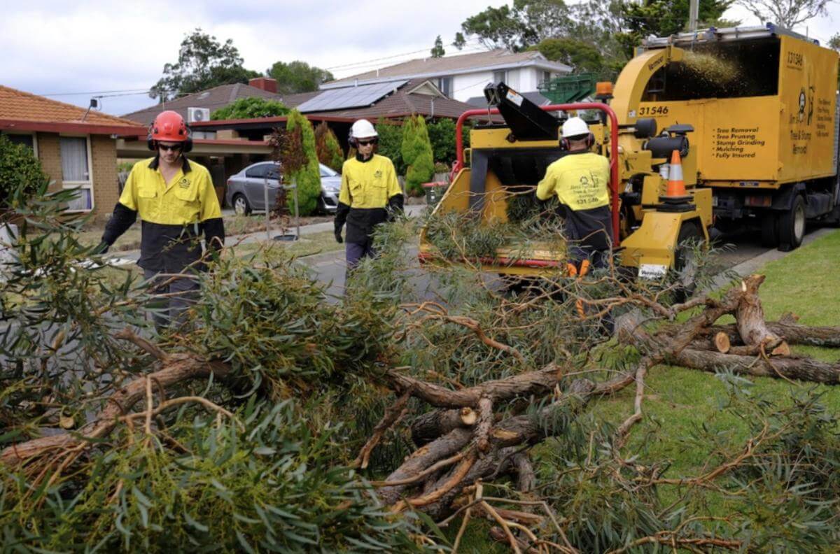 Jim's Tree lopping. Huge amount of work.