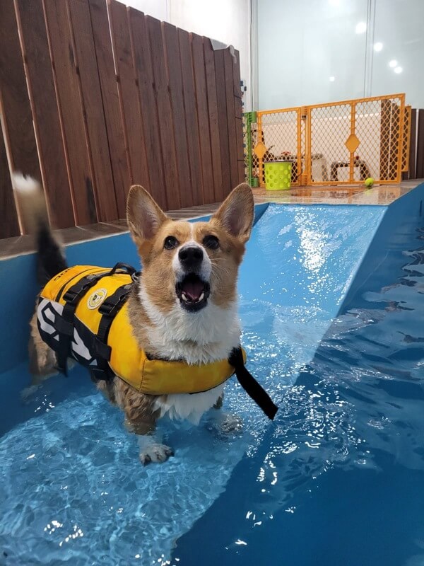 (Expired)Dog Daycare Center With Hydro Pool For Takeover