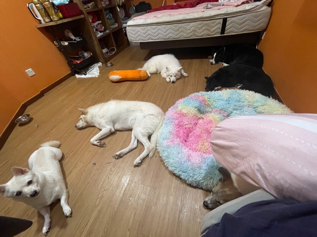 (Expired)Invest In A Home Based Dog Grooming & Daycare