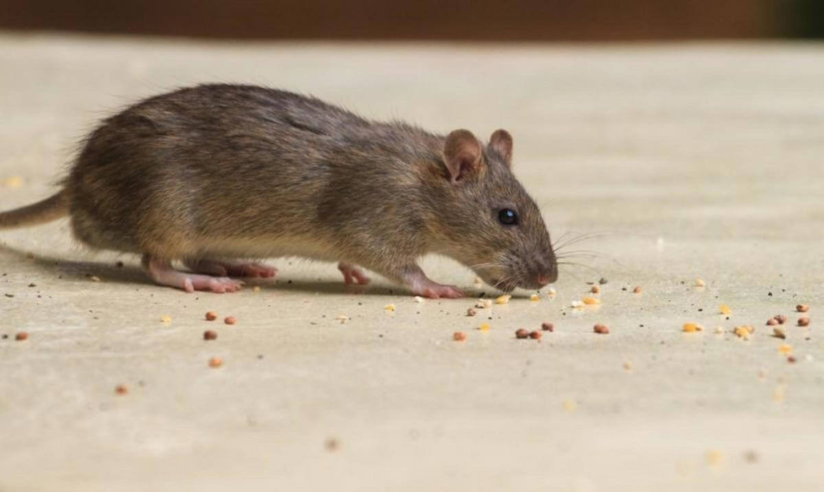 FOR SALE Bespoke Pest Control Business Victorian High Country (NorthEast Victoria
