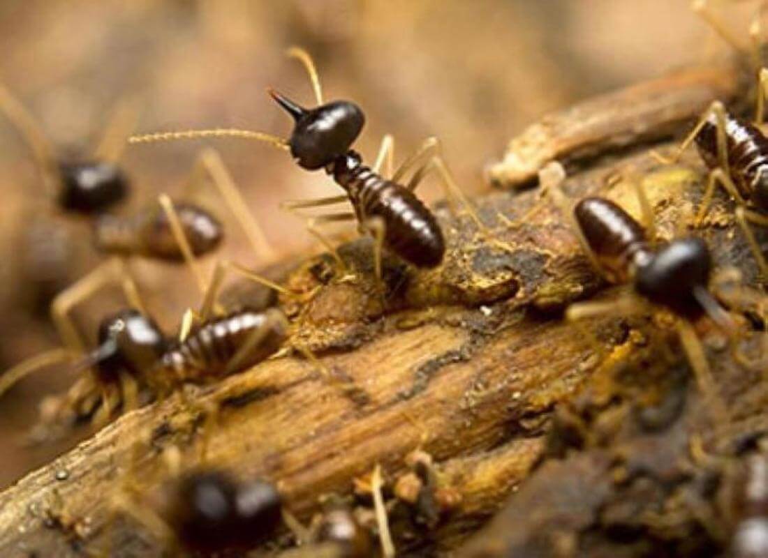 Termite Protection - Owner works 2 Hours pw!  2024 NP $222,000