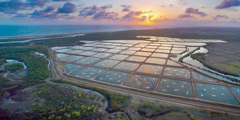 Johor Prawn Farm (ROI 500%@IPO) 柔佛养虾场 (SGX新交所上市~投资回报率500%) 