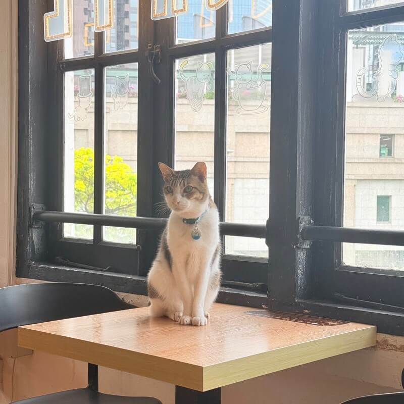(Expired)Art Jamming Cat Cafe For Sale