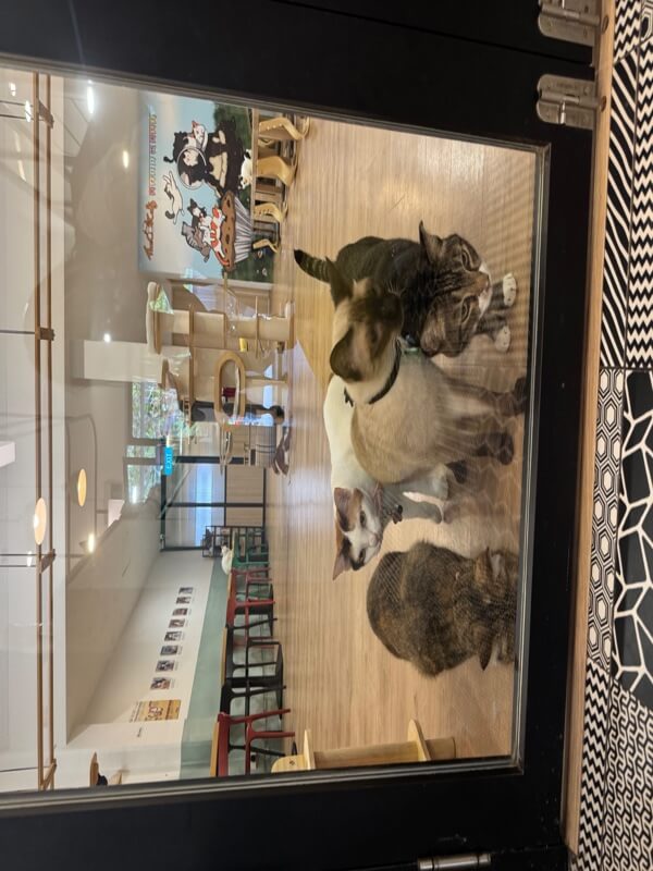 (Expired)Art Jamming Cat Cafe For Sale