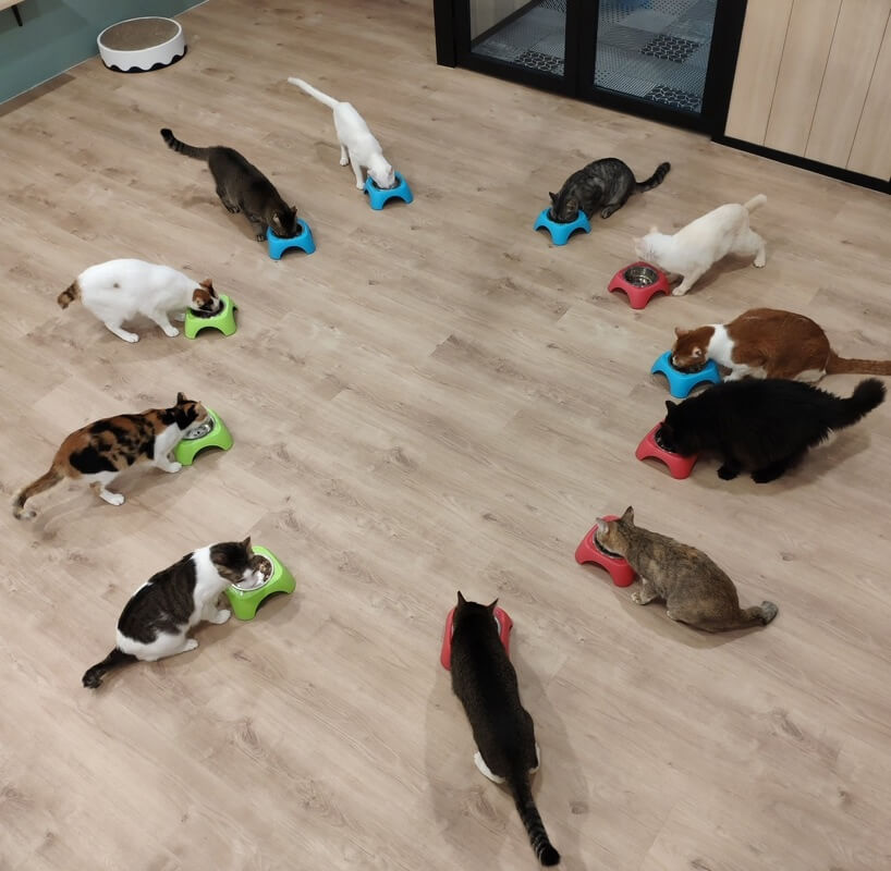 (Expired)Art Jamming Cat Cafe For Sale