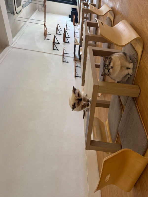 (Expired)Art Jamming Cat Cafe For Sale