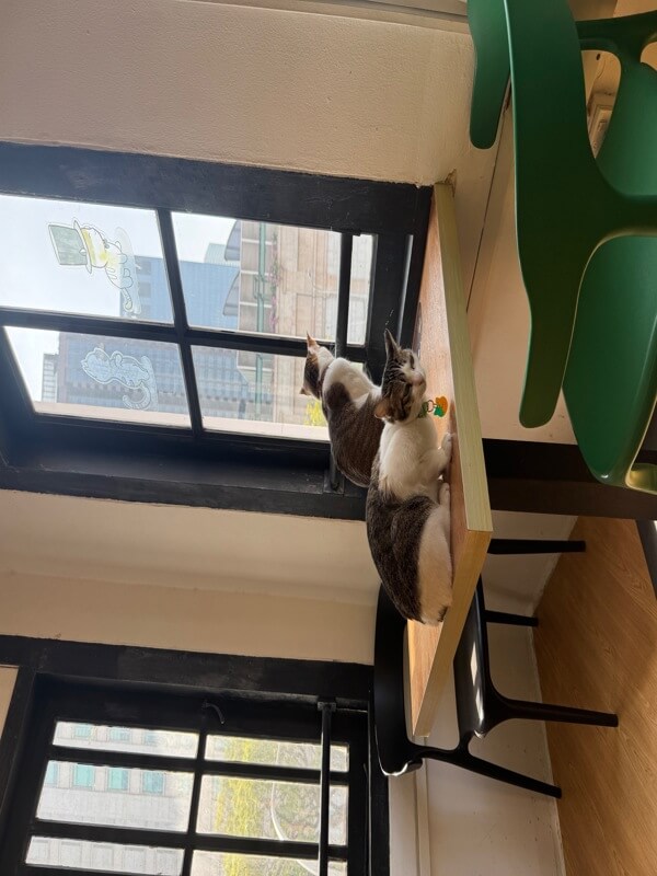 (Expired)Art Jamming Cat Cafe For Sale