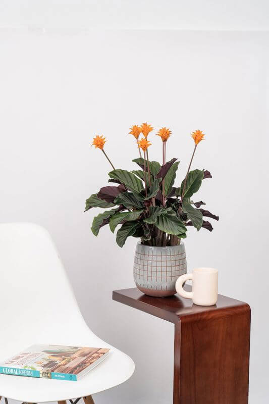 (Expired)Profitable Online Garden Store – S$500K To S$1M