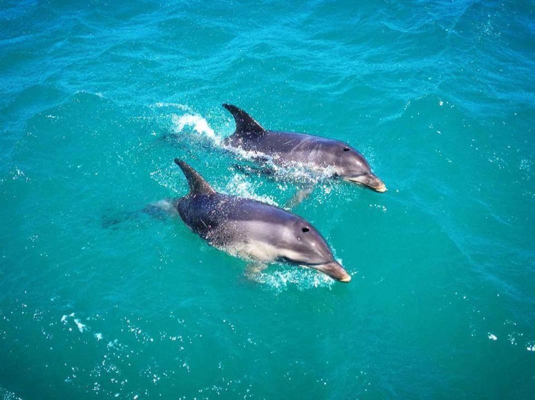 A True Sea Change, Boat Cruise business for sale.