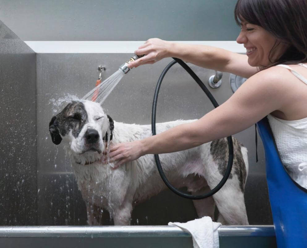 Pet grooming and Doggy daycare business - Sydney, strong team and profitable