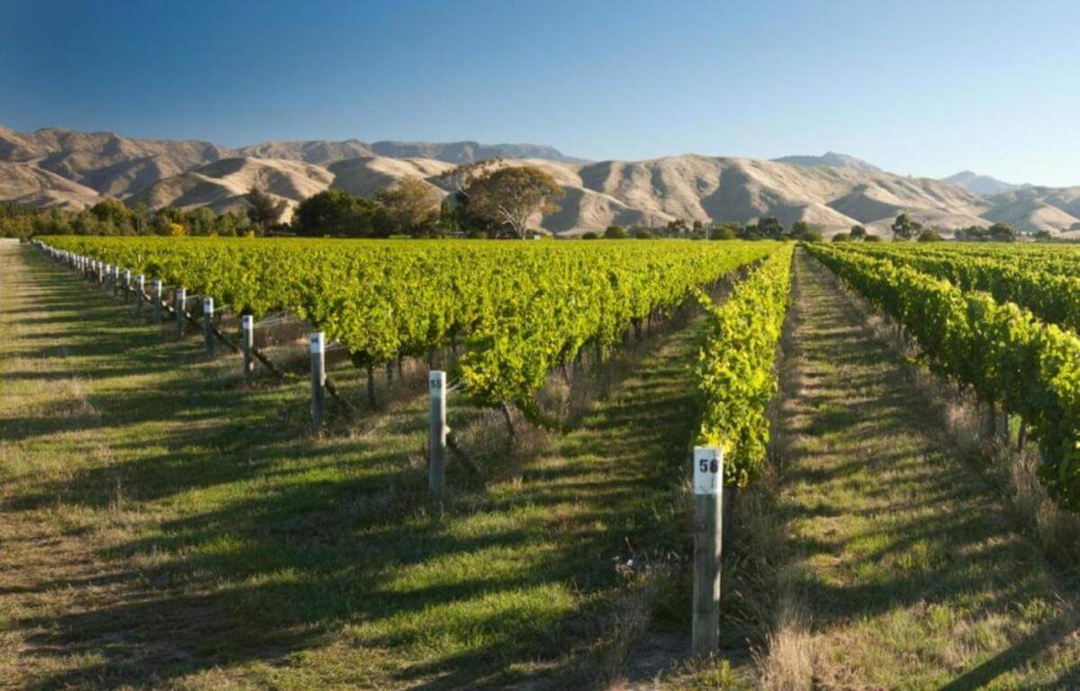 NZ's Wine Heritage: 1 of Waipara's Oldest Wineries  Christchurch, New Zealand