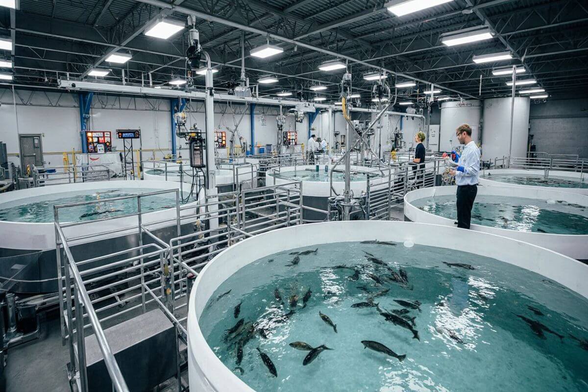 Indoor Fish Farm - Stable Running Production, Ready For Business