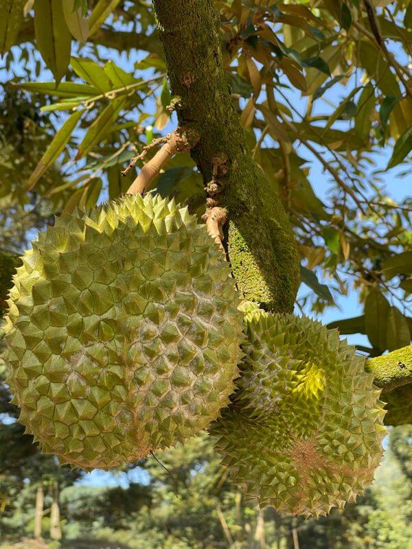 Love Durians? Start Your Own Durian Business (Even If You're A Complete Beginner!)