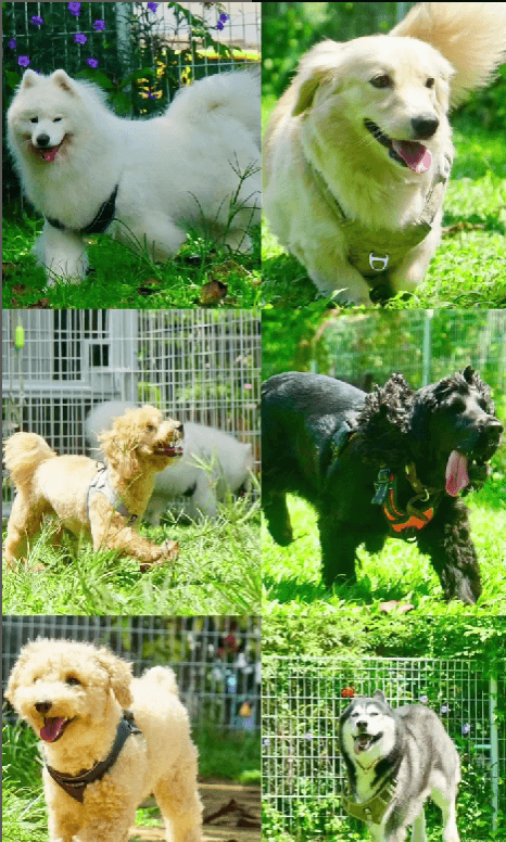 Pet Daycare & Grooming Business For Sale In The East