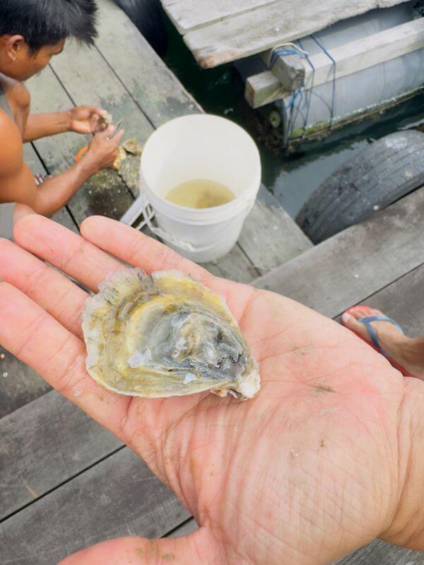 Singapore-Based Oyster Farm (Raising A Small Round To Scale A Sustainable Oyster Farm In Singapore.)