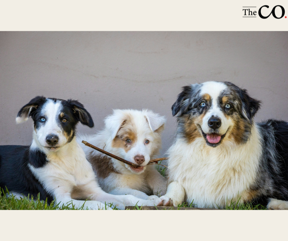 Pet Daycare & Grooming Business For Sale In The East