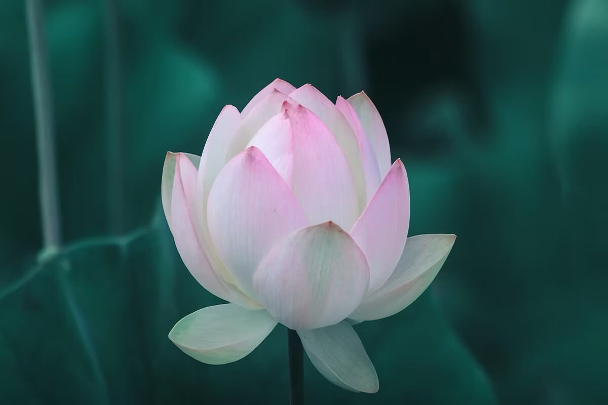 Leading Integrative Wellness Studio Business For Sale